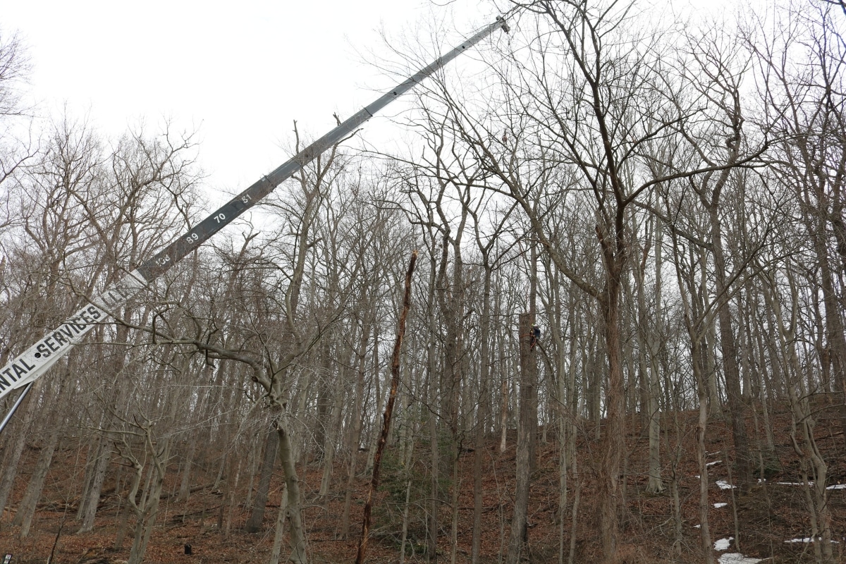 Crane Rental Services LLC Virginia Tree Project